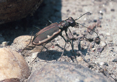 Cicindela marginipennis