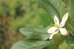 Magnolia virolinensis