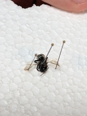 Osmia lignaria