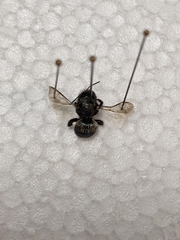 Osmia lignaria