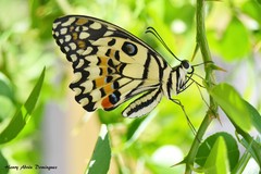 Papilio demoleus