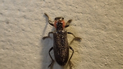 Placopterus thoracicus