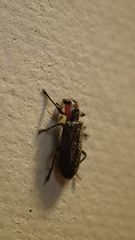 Placopterus thoracicus