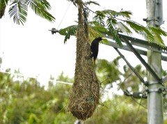 Psarocolius decumanus melanterus