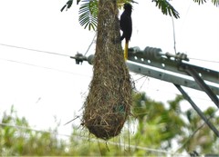 Psarocolius decumanus melanterus