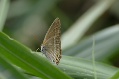 Yphthimoides borasta