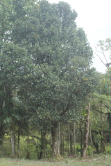 Magnolia virolinensis