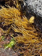 Ahnfeltiopsis concinna