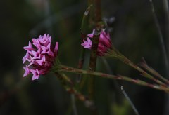 Erica pycnantha