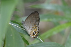 Splendeuptychia pagyris