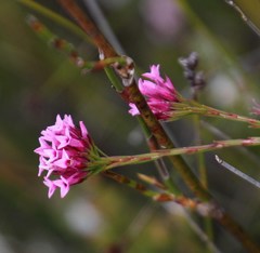 Erica pycnantha