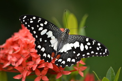 Papilio demoleus