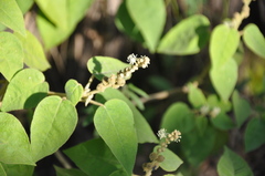 Croton lachnostachyus