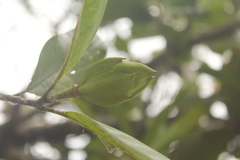 Magnolia virolinensis