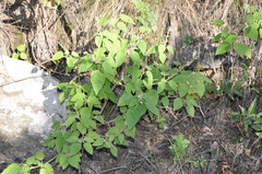 Croton lachnostachyus