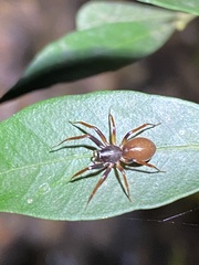 Battalus