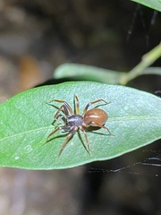 Battalus