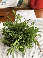 Cardamine