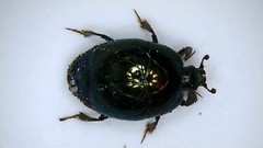 Saprinus pensylvanicus