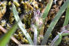 Plantago elongata