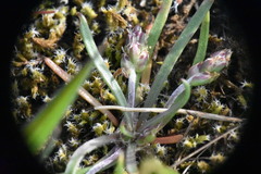 Plantago elongata