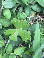 Hydrocotyle batrachium