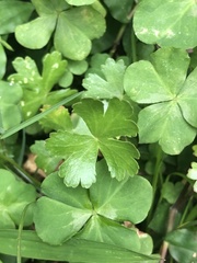 Hydrocotyle batrachium