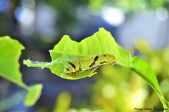 Papilio demoleus