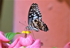 Papilio demoleus