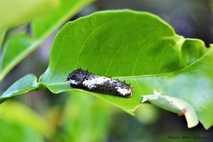 Papilio demoleus