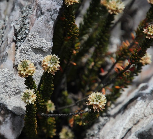 King Lincon (Linconia cuspidata)