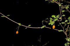 Neomyrtus pedunculata