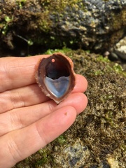 Crepidula onyx