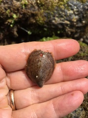 Crepidula onyx