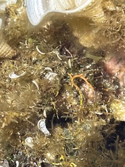 Coelothrix irregularis