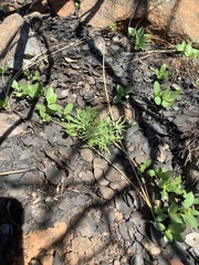 Calystegia stebbinsii