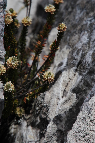 Image of Linconia cuspidata by (c) Tony Rebelo, some rights reserved (CC BY-SA)