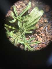 Calystegia stebbinsii