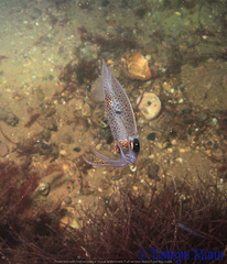 Alloteuthis subulata