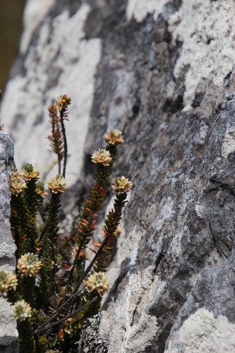 Image of Linconia cuspidata by (c) Tony Rebelo, some rights reserved (CC BY-SA)