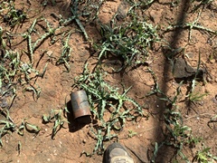Chlorogalum grandiflorum