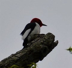 Melanerpes erythrocephalus