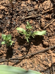Calystegia stebbinsii