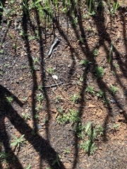 Calystegia stebbinsii