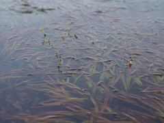 Cymodocea rotundata