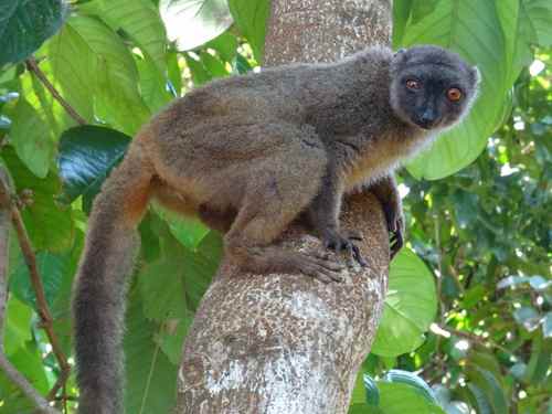 White-fronted Brown Lemur