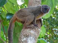 White-Headed Lemur photo 5