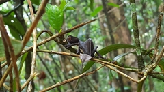 Uroplatus phantasticus
