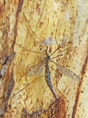 Tipula praecisa