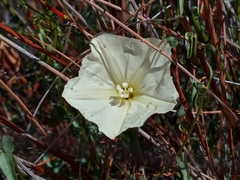Calystegia peirsonii